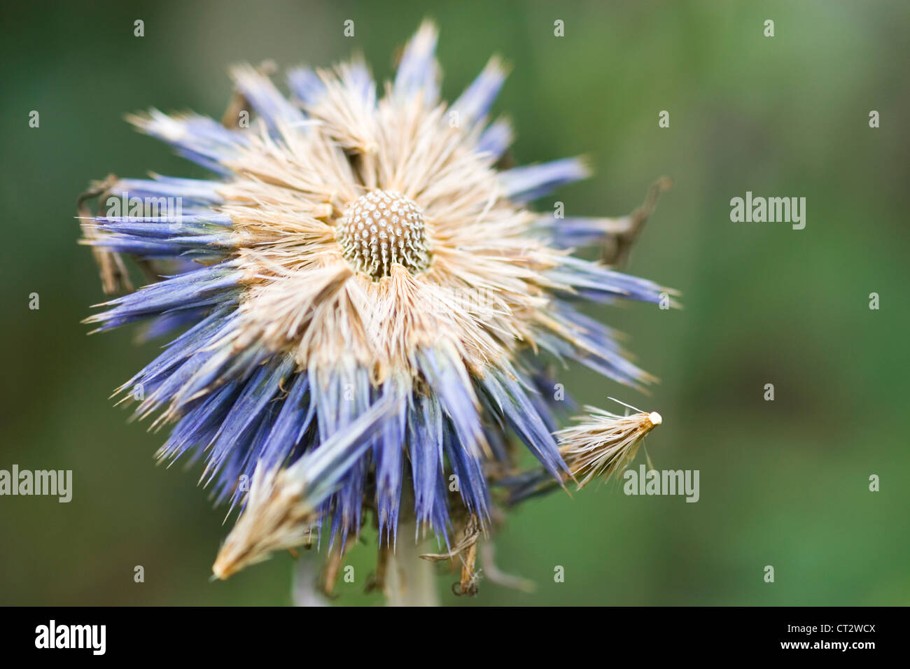 Echinops orientalis, Globe thistle. Fiore blu passando per seme. Foto Stock