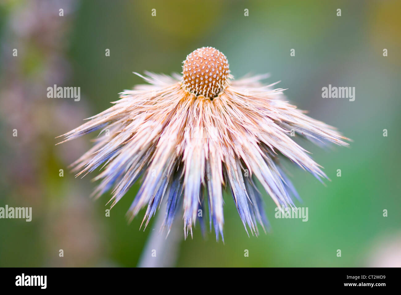 Echinops orientalis, Globe thistle. Fiore blu passando per seme. Foto Stock