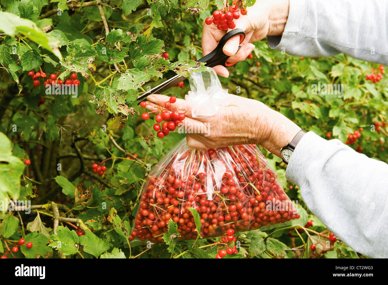 Viburnum giardiniere femmina la raccolta di bacche rosse da un arbusto, Foto Stock