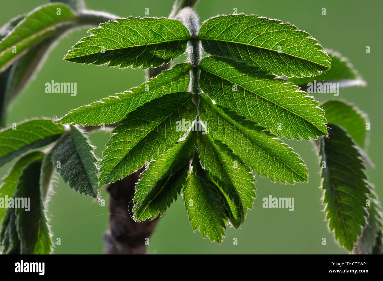 Rowan foglia verde fogliame Foto Stock