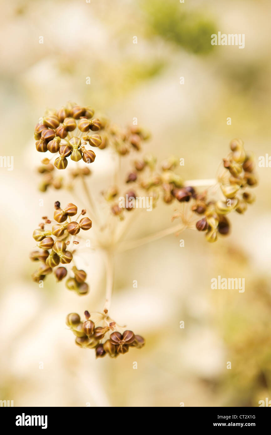 Smyrnium perfoliatum, Perfoliate Alexanders ombrella, fiore a forma di testa di tornitura seme. Foto Stock