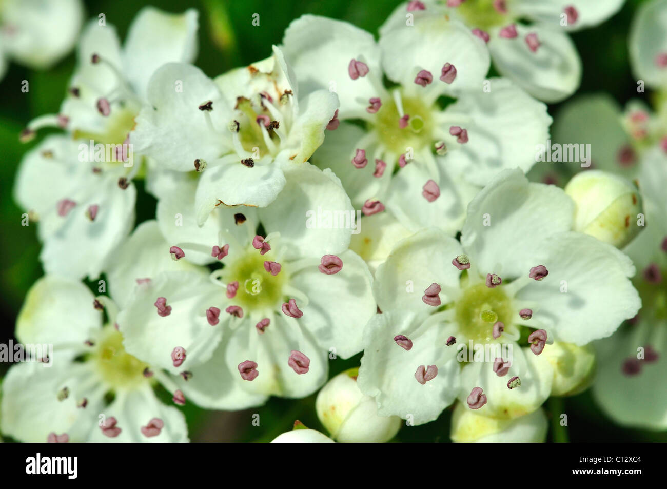 Un close-up di biancospino blossom nella primavera del Regno Unito Foto Stock