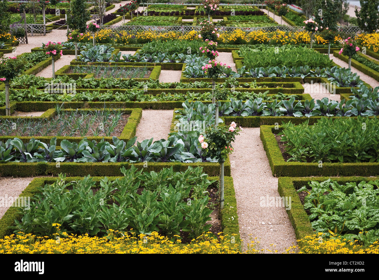 Buxus sempervirens, Box, comune Foto Stock