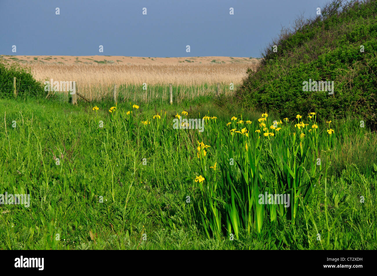 Una vista dei canneti a West Bexington DWT riserva naturale REGNO UNITO Foto Stock