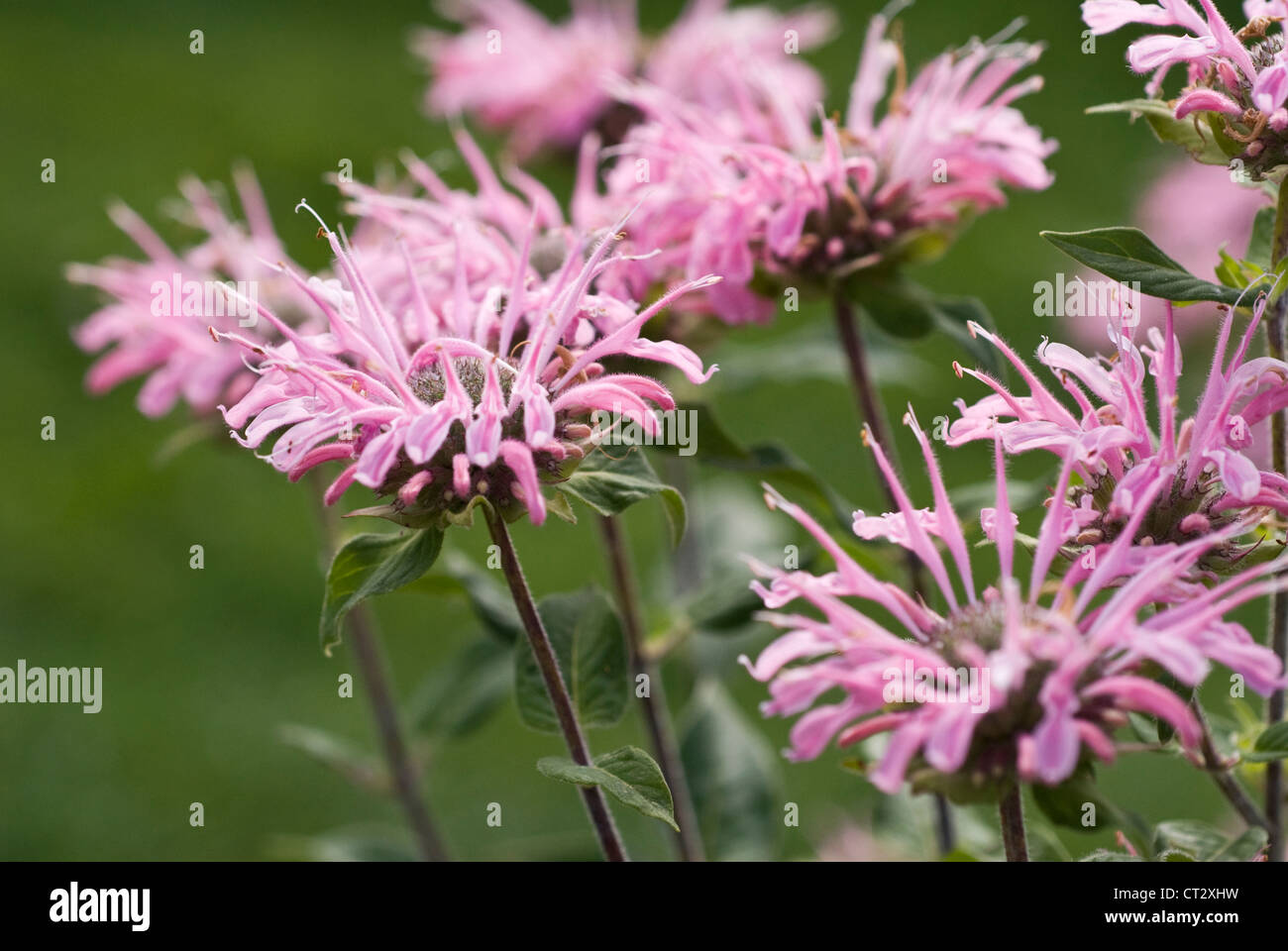 Monarda didyma, bergamotto, Monarda Foto Stock