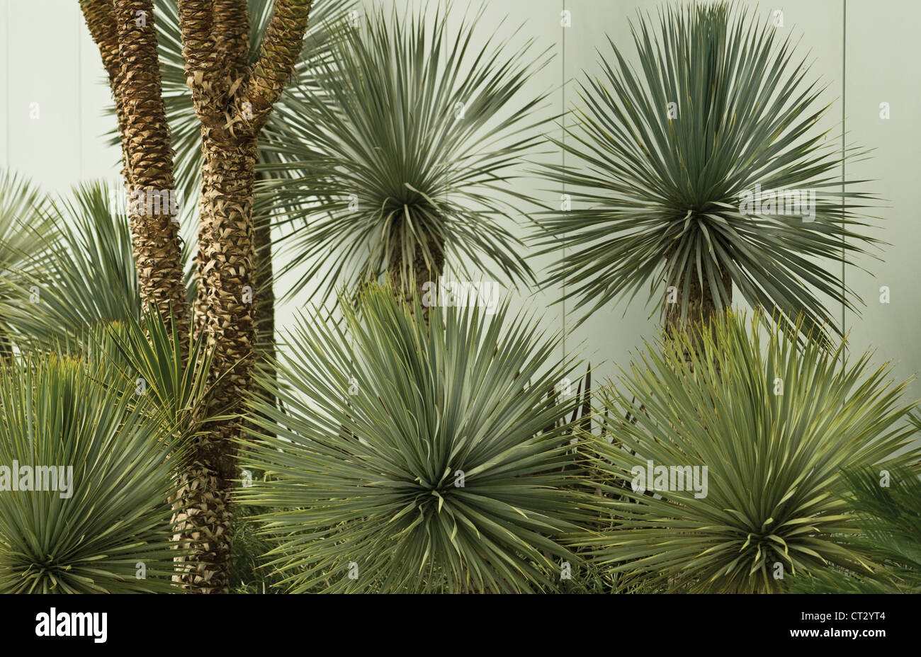 Yucca rostrata, Yucca Foto Stock