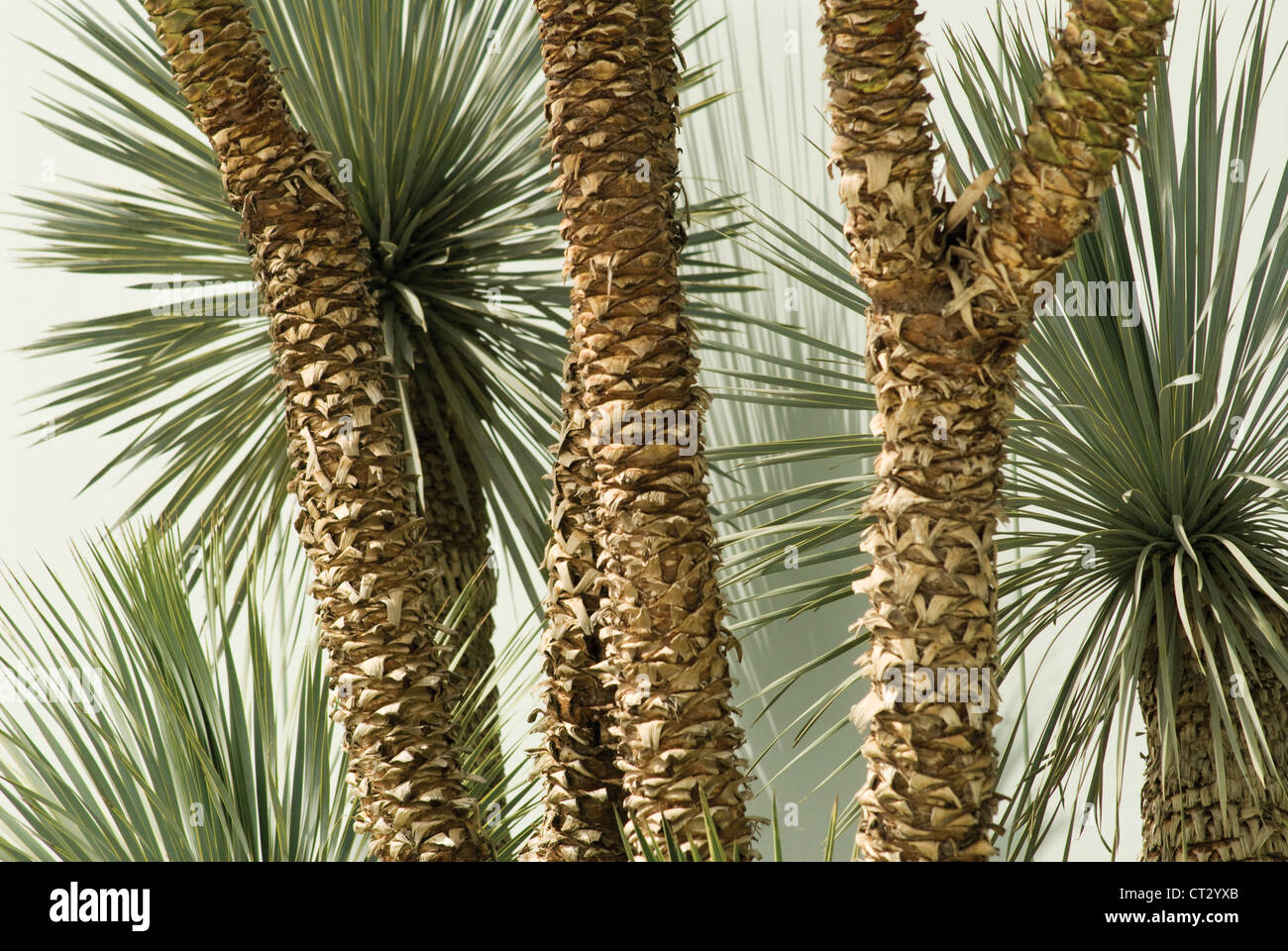 Yucca rostrata, Yucca Foto Stock