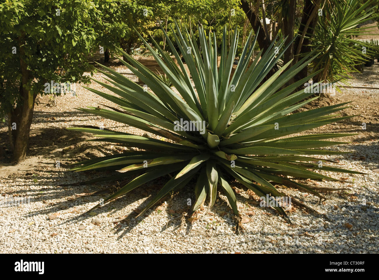 Agave tequiliana, Agave Foto Stock