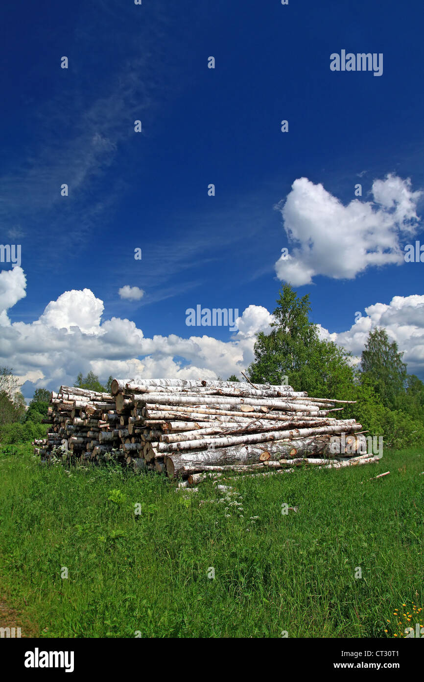 segato su albero Foto Stock