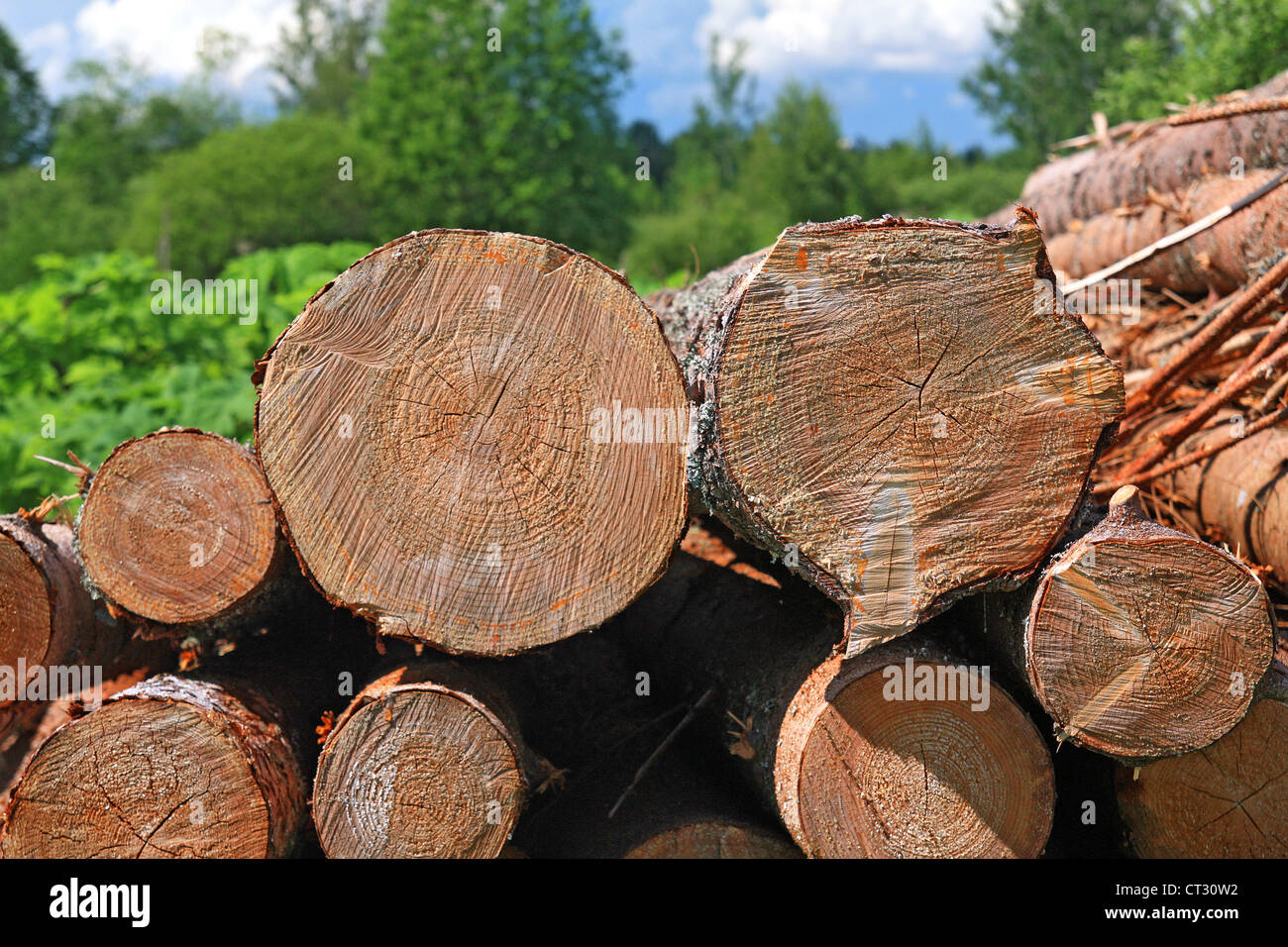 segato su albero Foto Stock