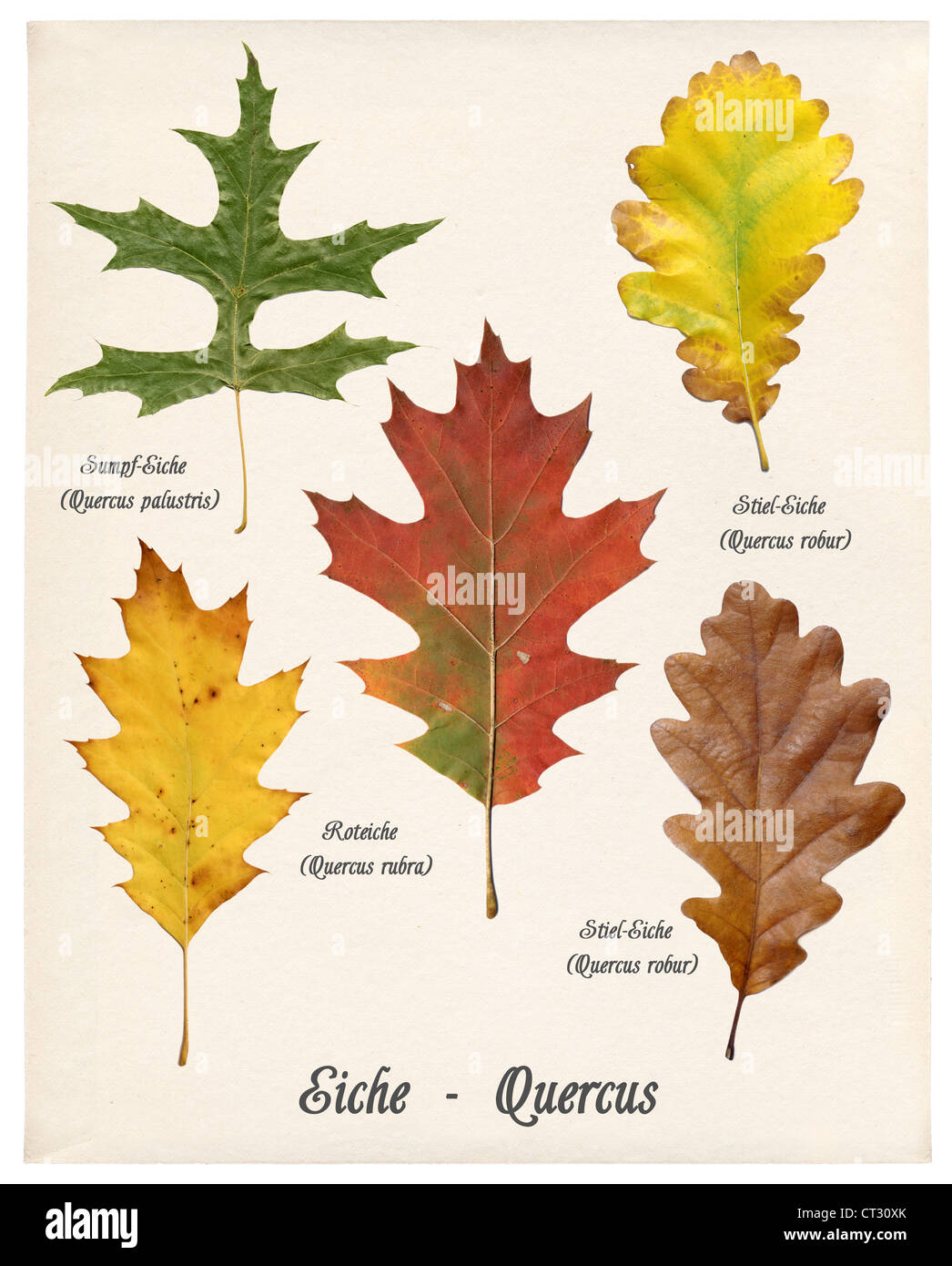 Collage con vari colori d'autunno le foglie degli alberi di quercia sulla  vecchia carta Foto stock - Alamy