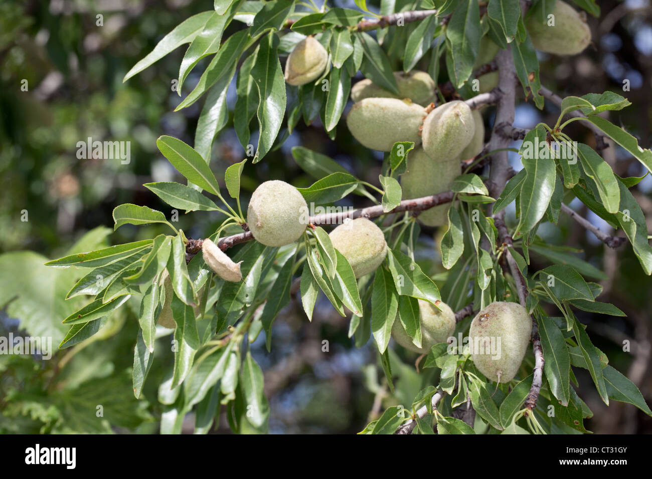 Mandorlo; Prunus dulcis; dadi; Spagna Foto Stock