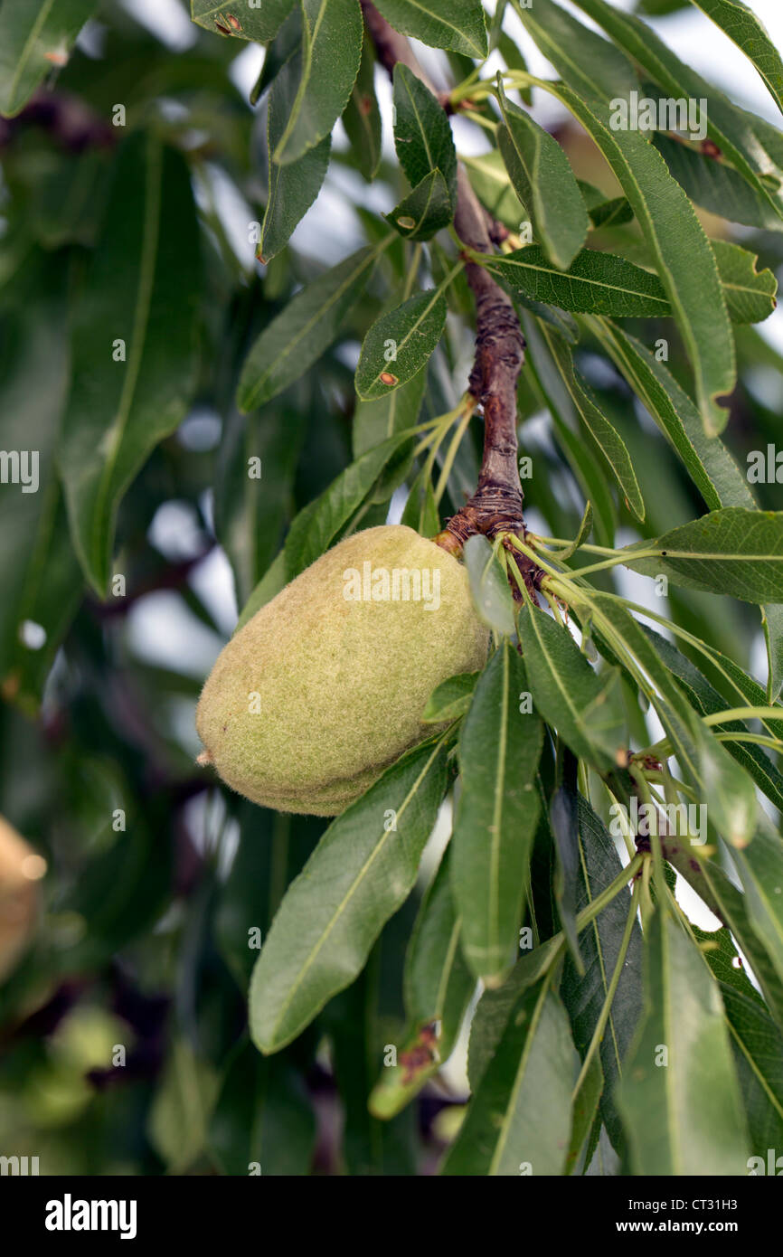 Mandorlo; Prunus dulcis; dadi; Spagna Foto Stock