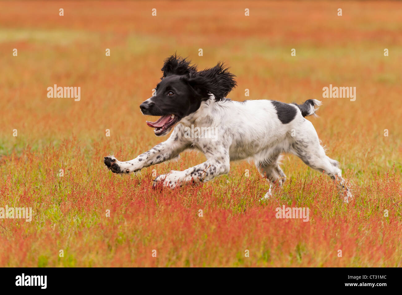 Un English Springer Spaniel pistola di lavoro di deformazione del cane in esecuzione in un campo Foto Stock