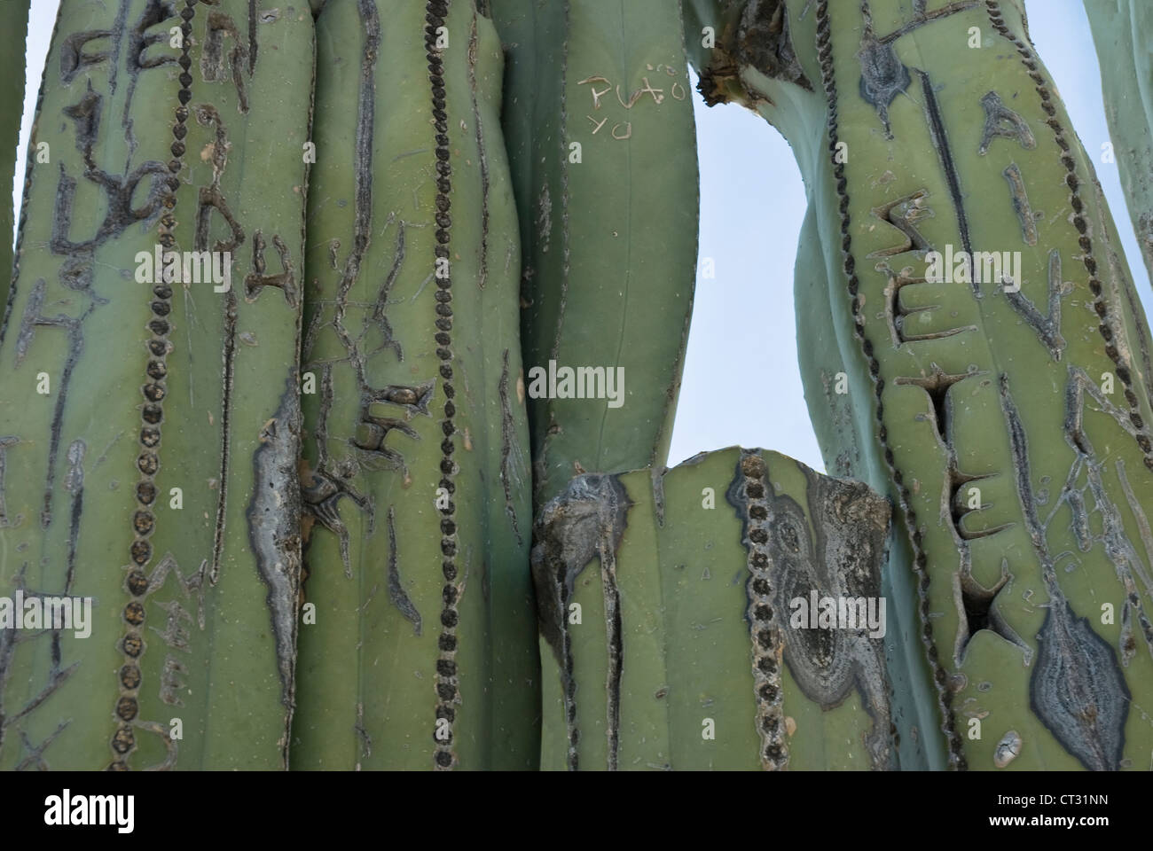 Pachycereus Marginatus, cactus, messicano palo da recinzione di cactus Foto Stock