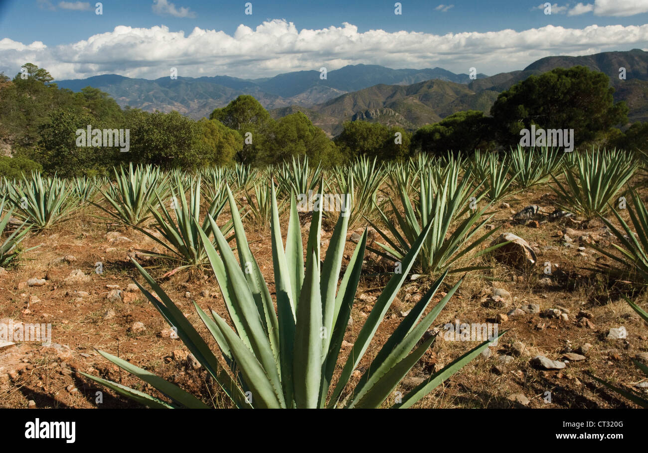 Agave tequilana, agave blu utilizzato nella produzione di tequila crescente nelle colline di Oaxaca, Messico. Foto Stock