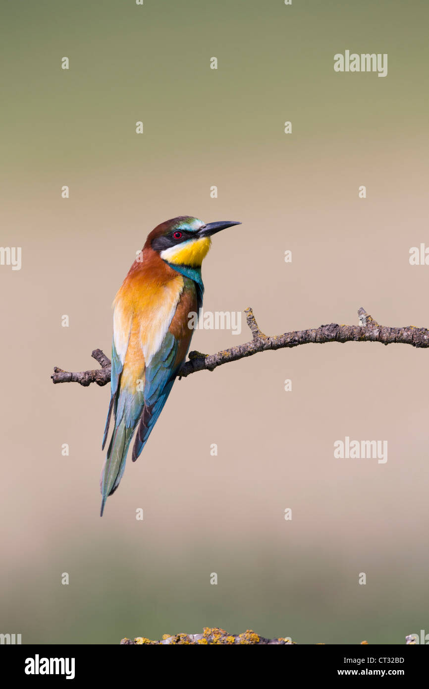 Bee Eater; Merops apiaster; Spagna Foto Stock