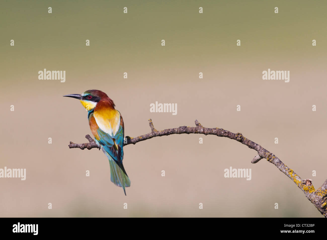 Bee Eater; Merops apiaster; Spagna Foto Stock