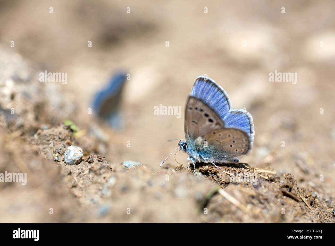 Black Eyed Blue Butterfly; Glaucopsyche melanops; Pirenei; Spagna Foto Stock