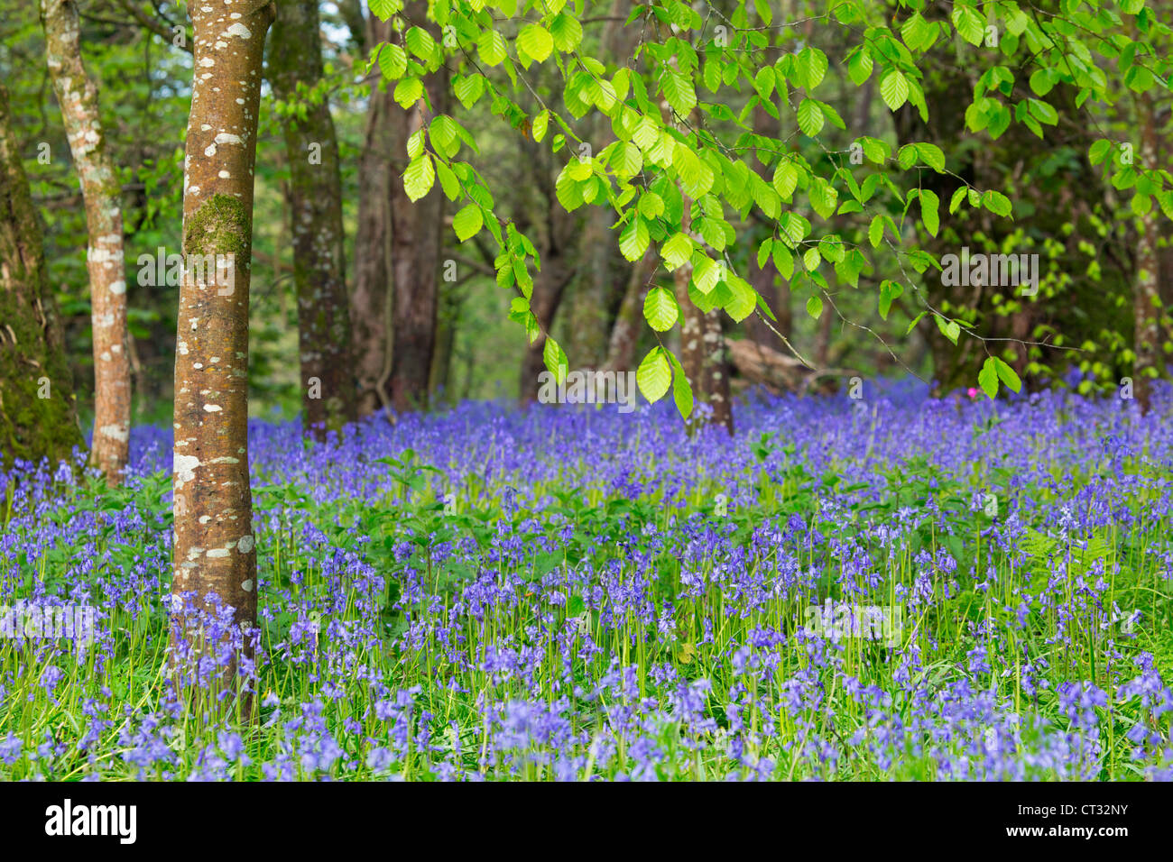 Bluebell legno; Hycinthoides non scripta; la molla; Cornovaglia; Regno Unito Foto Stock