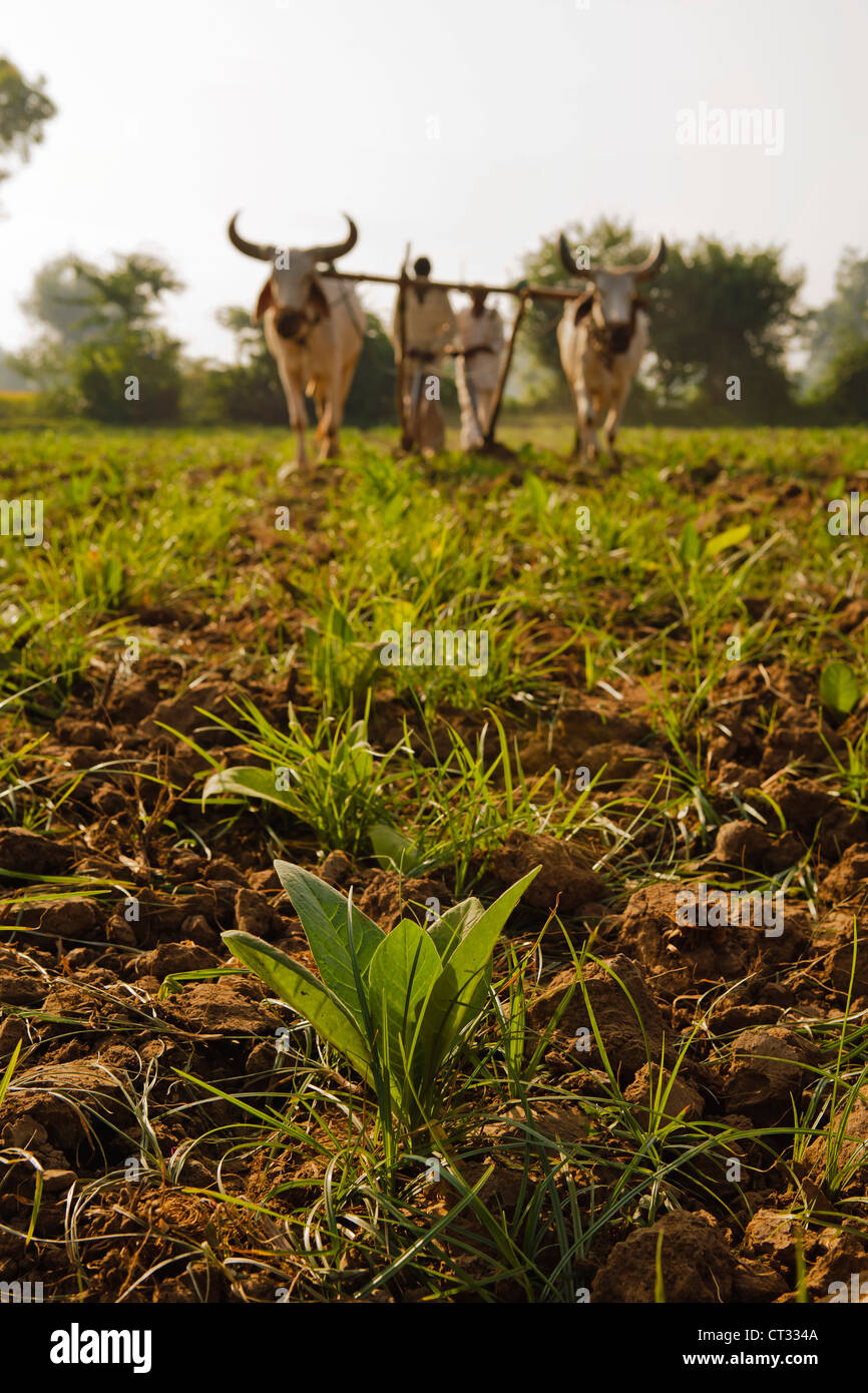 Gli agricoltori di aratura campi di tabacco con il tradizionale aratro e bovini (Ankole-Watus), Gujarat, India Foto Stock