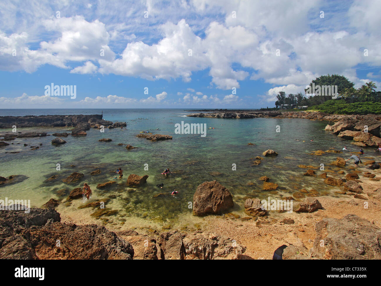 Gli squali baia sulla costa nord di Oahu, Hawaii Foto Stock