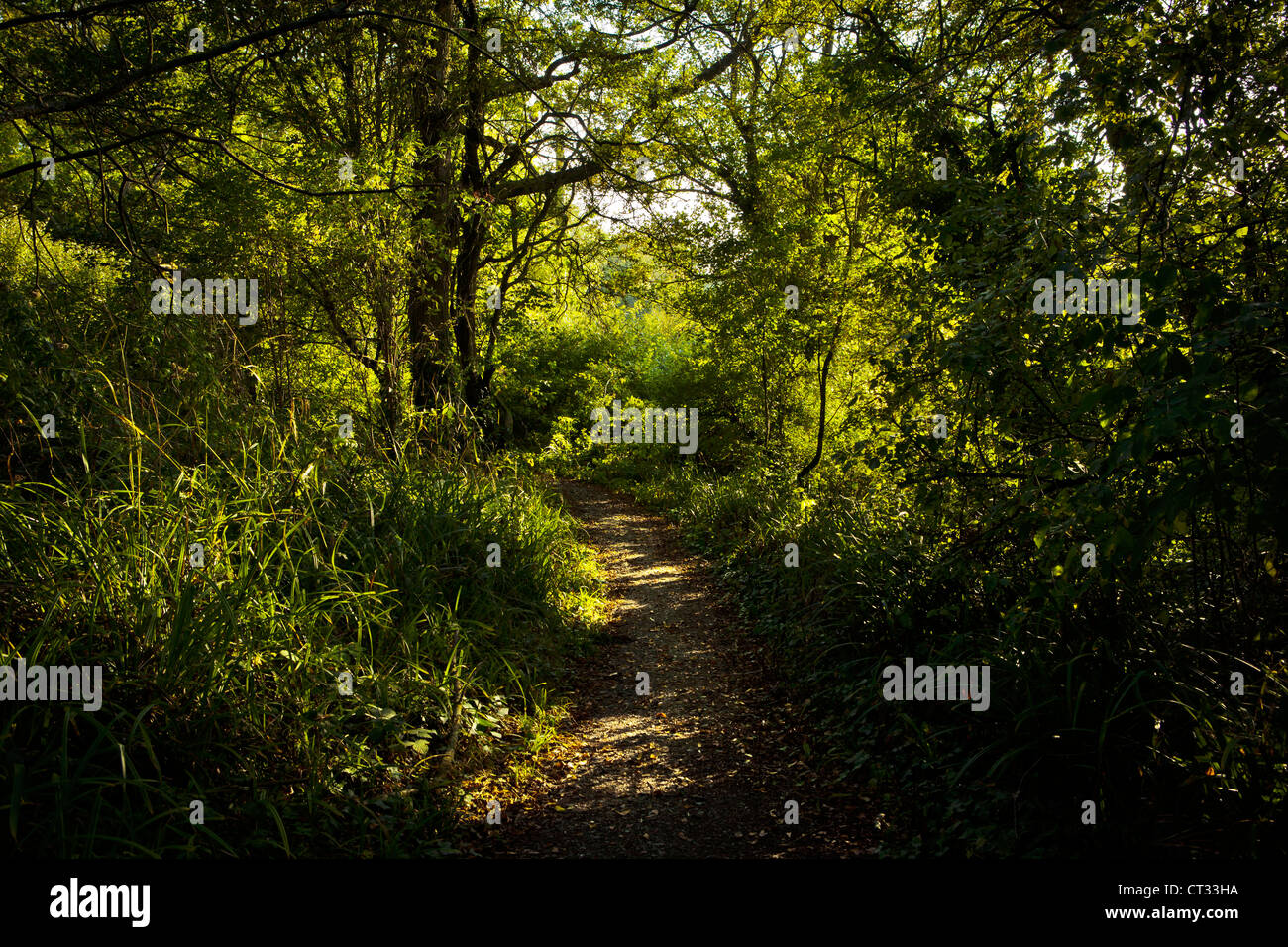 Percorso boschivo, Isle Of Wight, Regno Unito Foto Stock