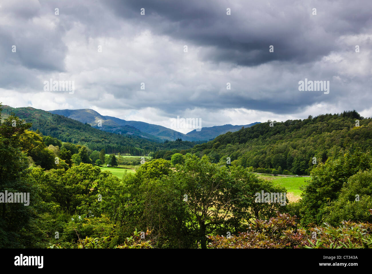 Paesaggio con fogliame verde Foto Stock