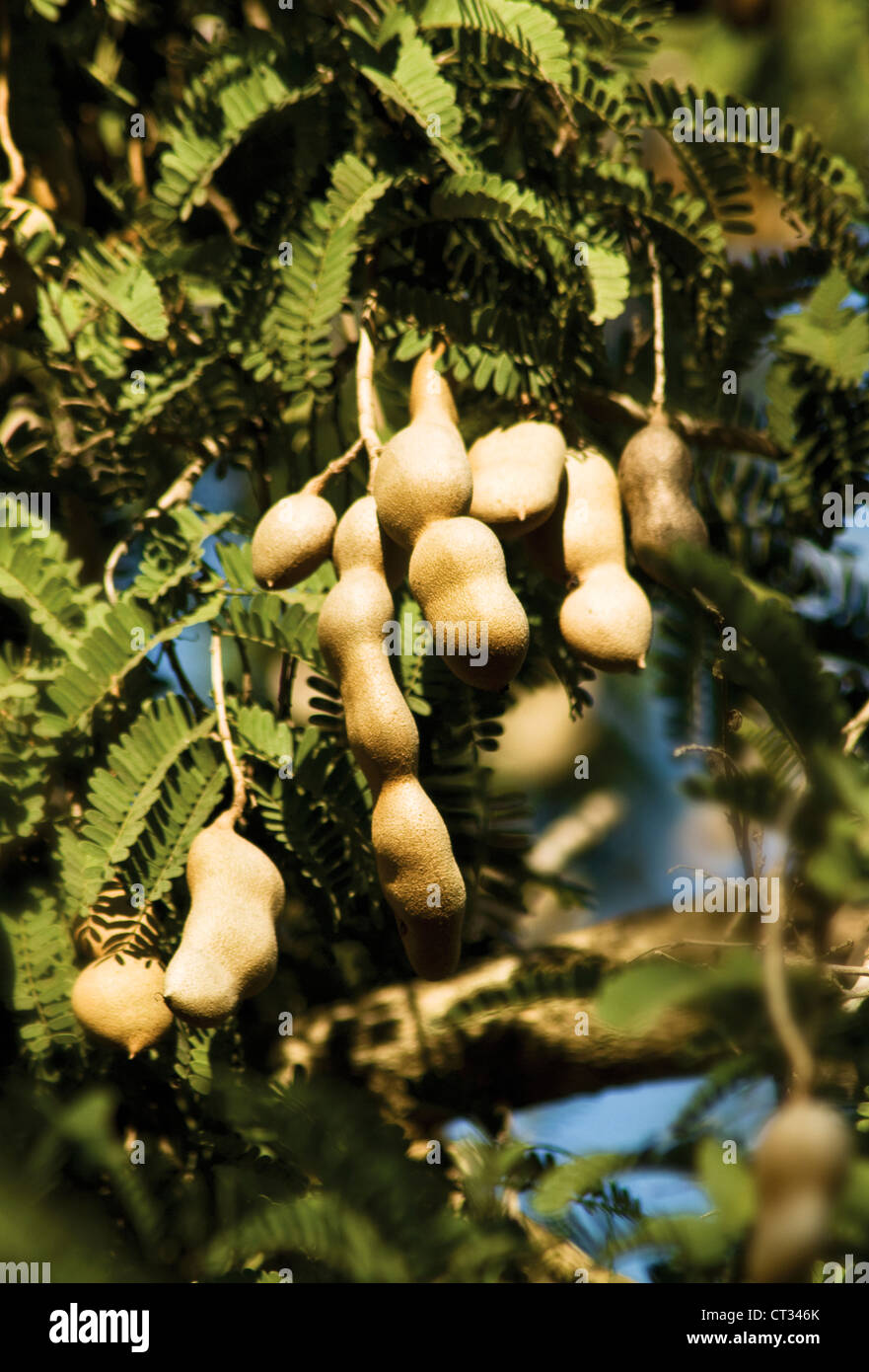 Tamarindus indica, frutto di Tamarindo baccelli crescono su un albero. Foto Stock