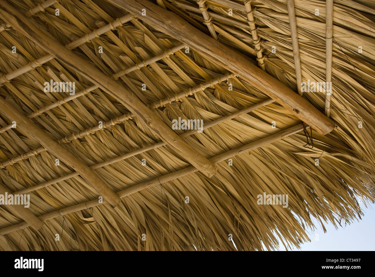 Il Cocos nucifera, la palma da cocco Foto Stock