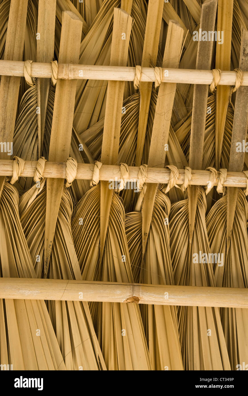Il Cocos nucifera, la palma da cocco Foto Stock