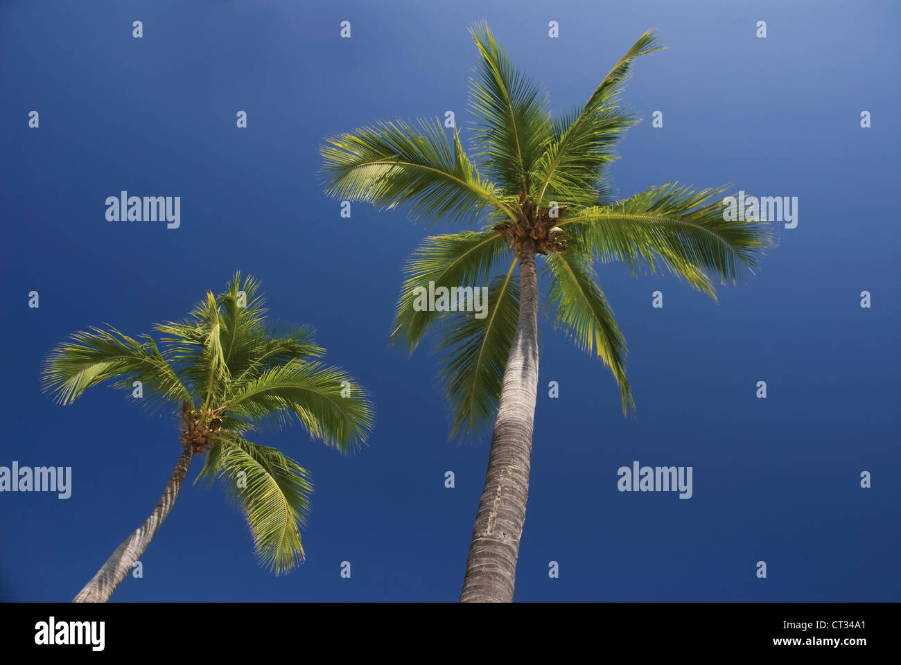 Il Cocos nucifera, la palma da cocco Foto Stock