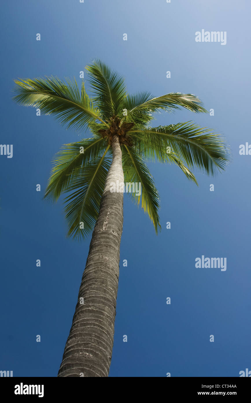 Il Cocos nucifera, la palma da cocco Foto Stock