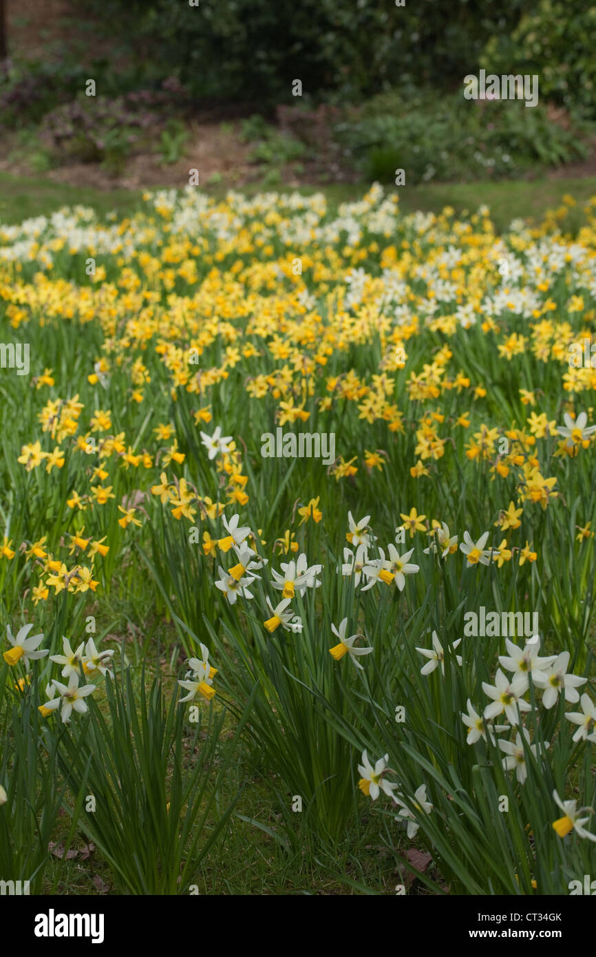 Il daffodils. Narcissus varietà. Coltivate. Woodland Garden. Molla. Norfolk. Foto Stock