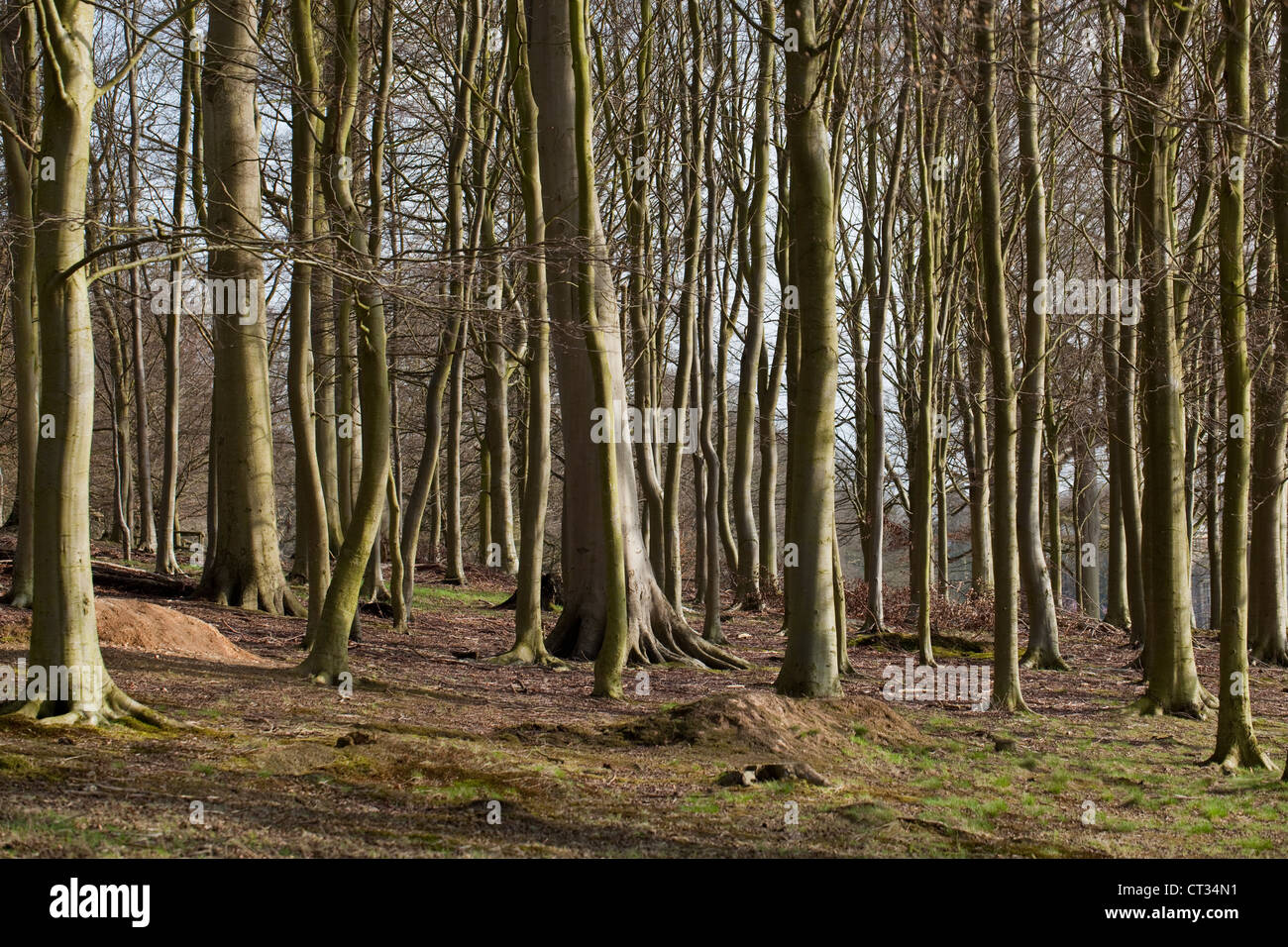 Il faggio (Fagus sylvatica). Plantation su terreno coltivato. Norfolk. L'inverno. Nota mancanza di flora di terra a causa della schermatura da alberi a foglia. Foto Stock