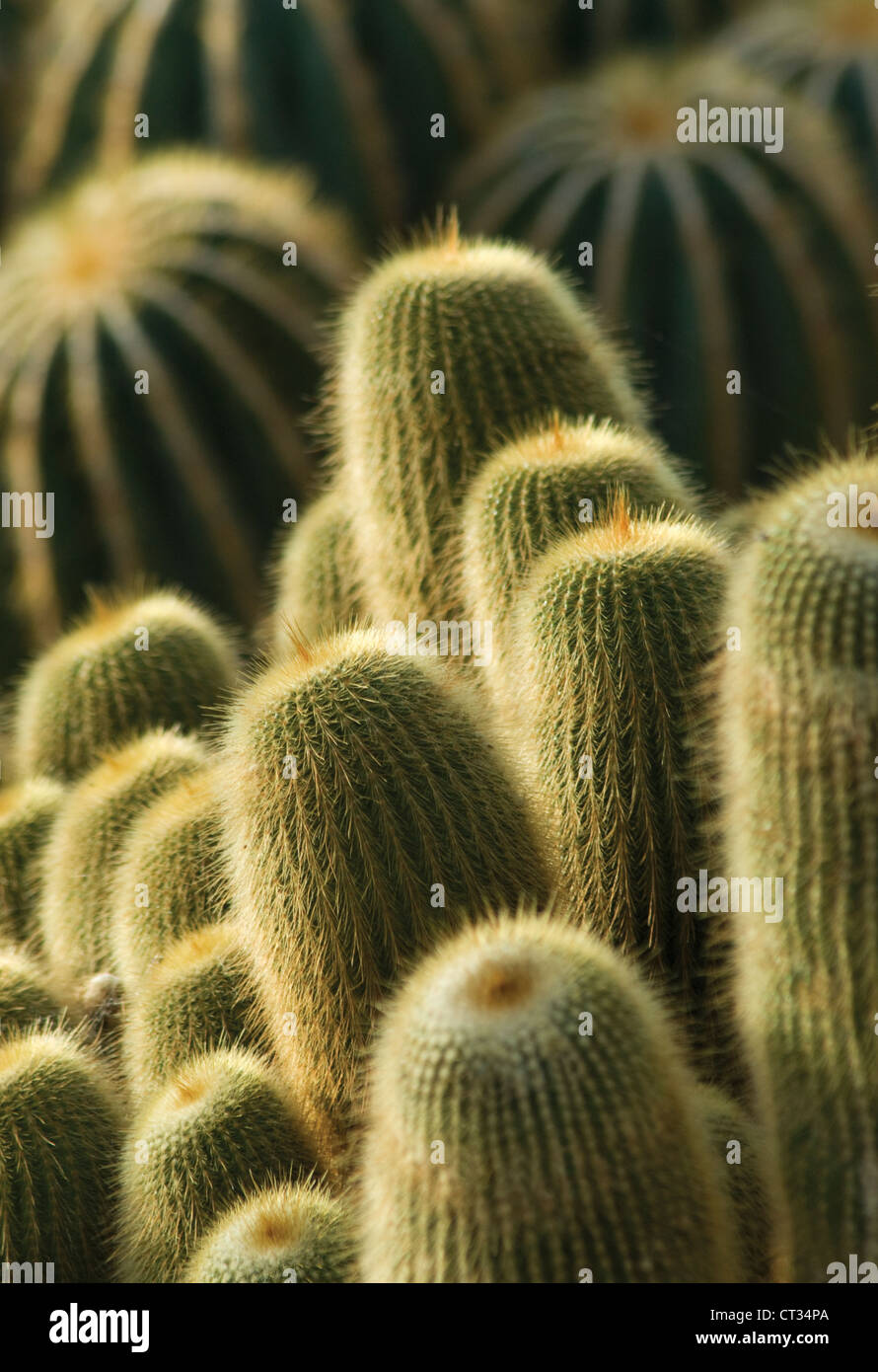 Parodia leninghausii, giallo torre cactus, ammassato in posizione verticale le piante succulente. Foto Stock