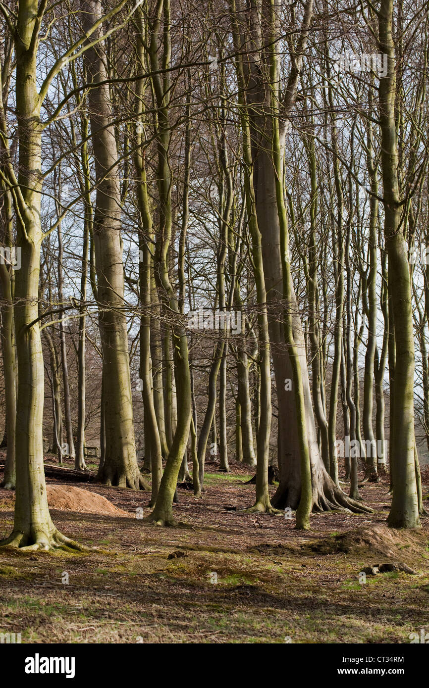 Il faggio (Fagus sylvatica). Plantation su terreno coltivato. Norfolk. L'inverno. Nota mancanza di flora di terra a causa della schermatura da alberi a foglia. Foto Stock