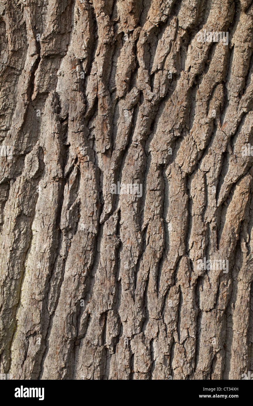 Farnia (Quercus robur). Fesse corteccia di un giovane albero maturo. Norfolk. Foto Stock