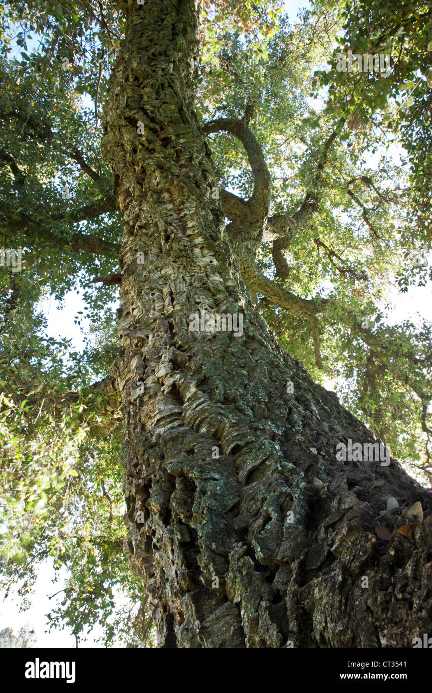 Cork Oak tree, primavera, guardando verso l'alto. Foto Stock