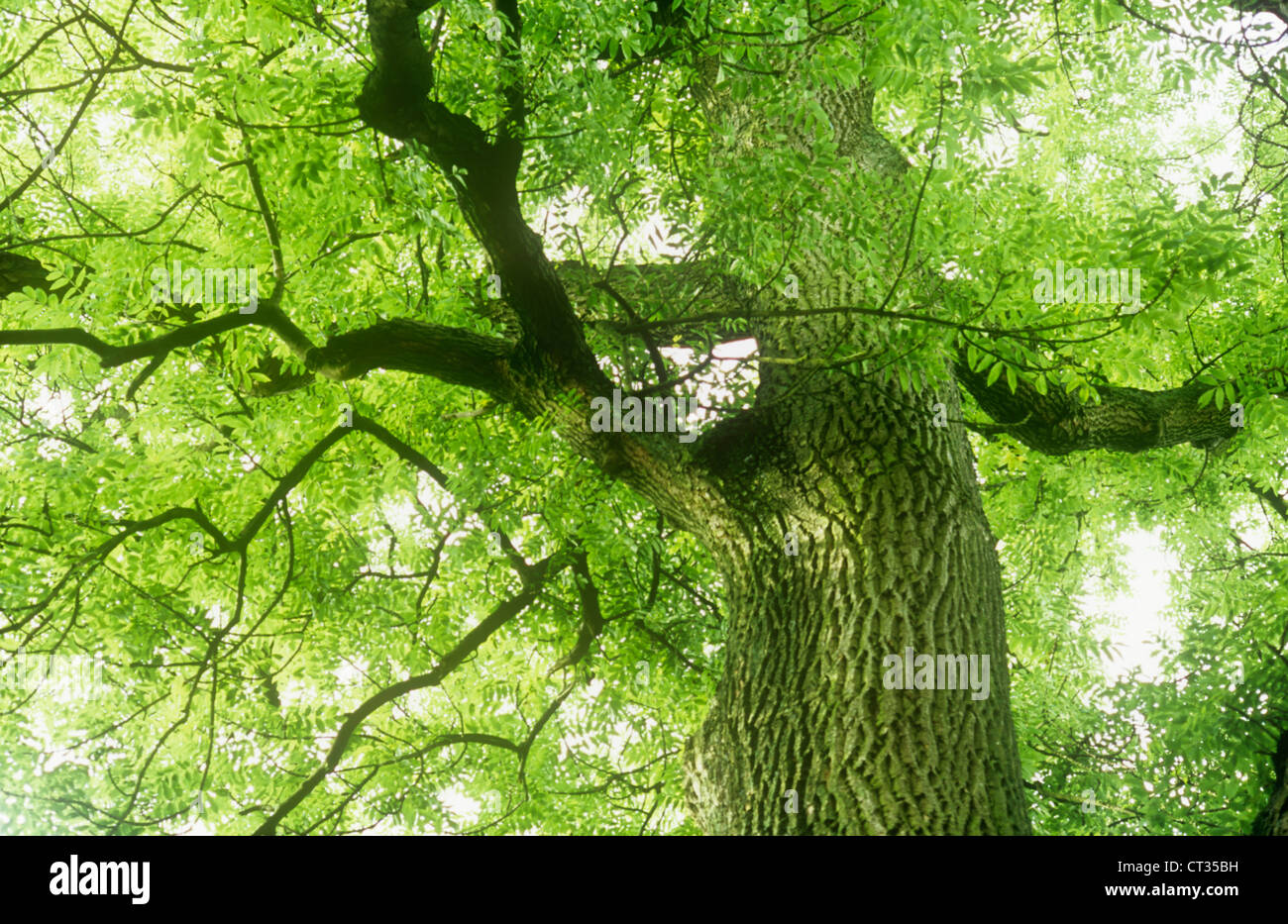 Fraxinus excelsior, ceneri Foto Stock