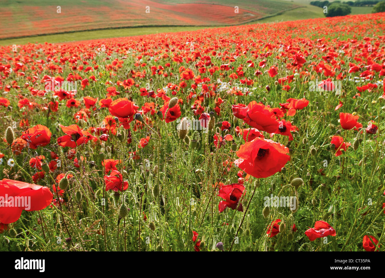Campo papavero, Papaver rhoeas, campo di papaveri rossi. Foto Stock