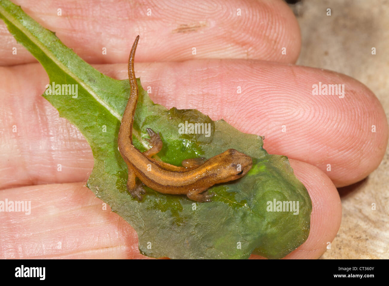 Liscia Lissotriton Tritone (Triturus vulgaris).. Metamorfosati di newt tadpole dall anno precedente, tenuto su una foglia smorzato. Trovato sotto asse di legno. Foto Stock