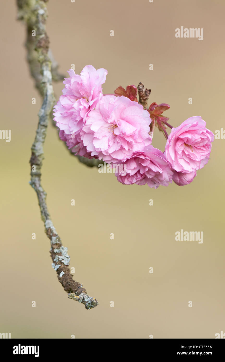 Prunus, Cherry Foto Stock