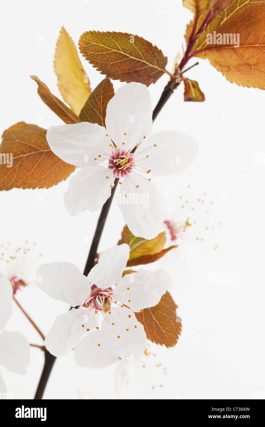 Prunus sargentii, ciliegia Foto Stock