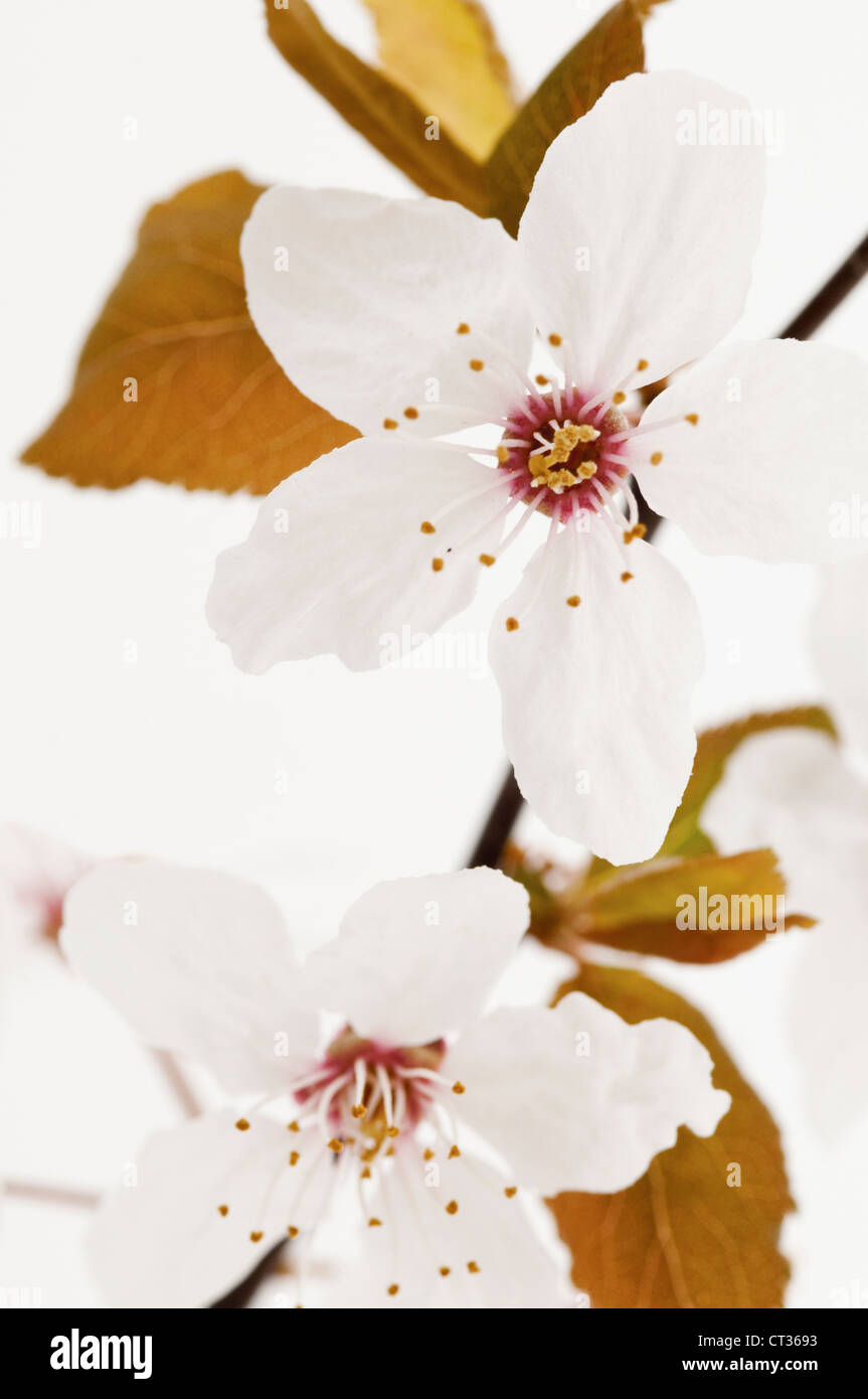 Prunus sargentii, ciliegia Foto Stock