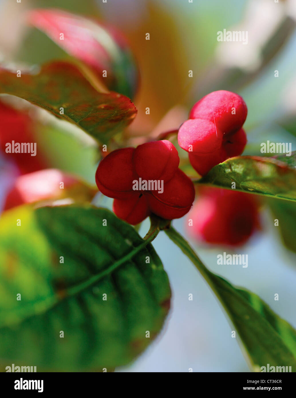 Euonymus europaeus, albero di mandrino Foto Stock