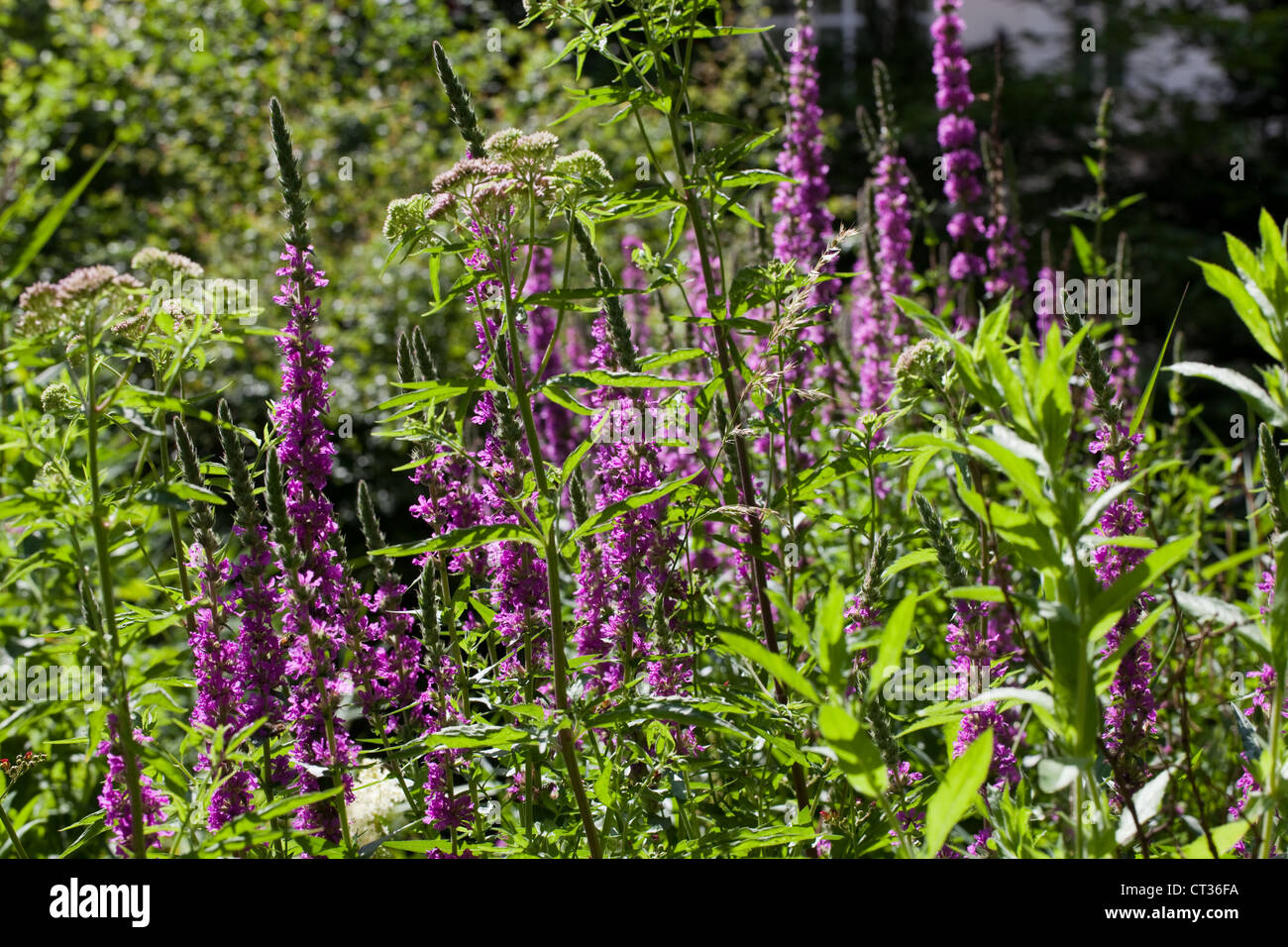 Viola-loosestrife (Lythrum salicaria). Zona umida pianta flowering. Qui crescere intorno al laghetto, Museo di Storia Naturale di Londra. Foto Stock