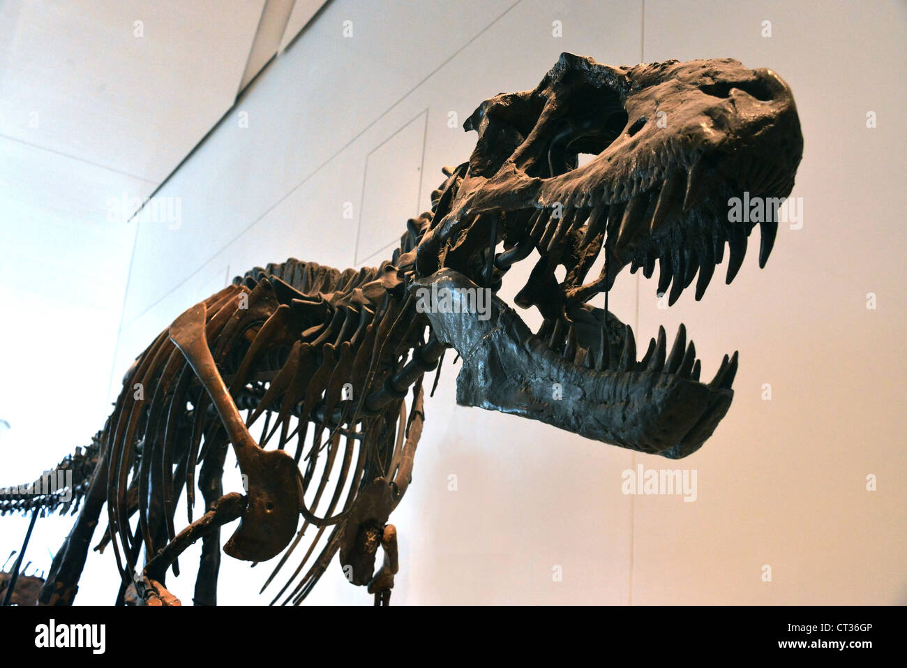 Questa è un immagine del Tyrannosaurus Rex presso il Royal Ontario Museum Foto Stock