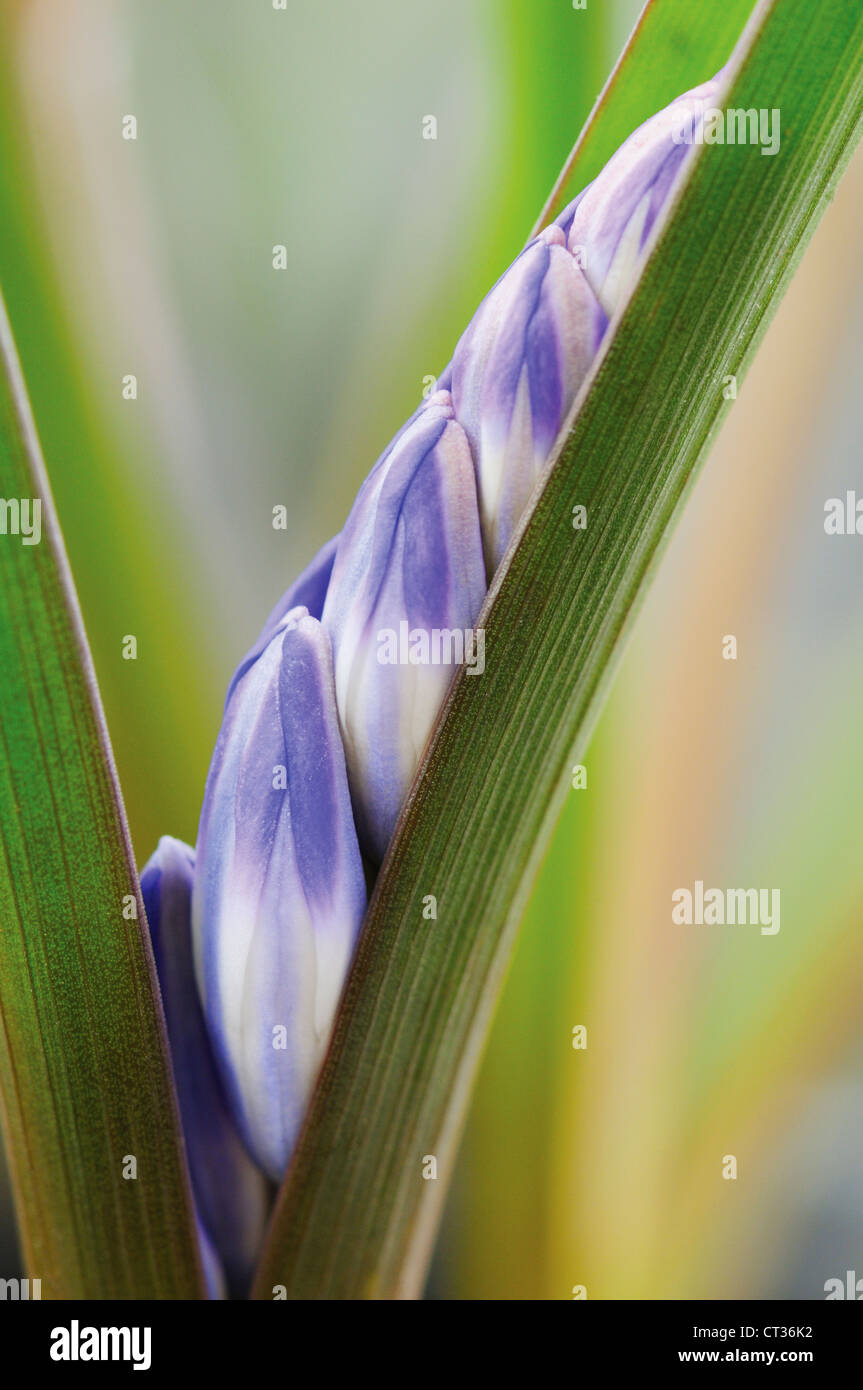 Chionodoxa, Gloria-della-Neve Foto Stock