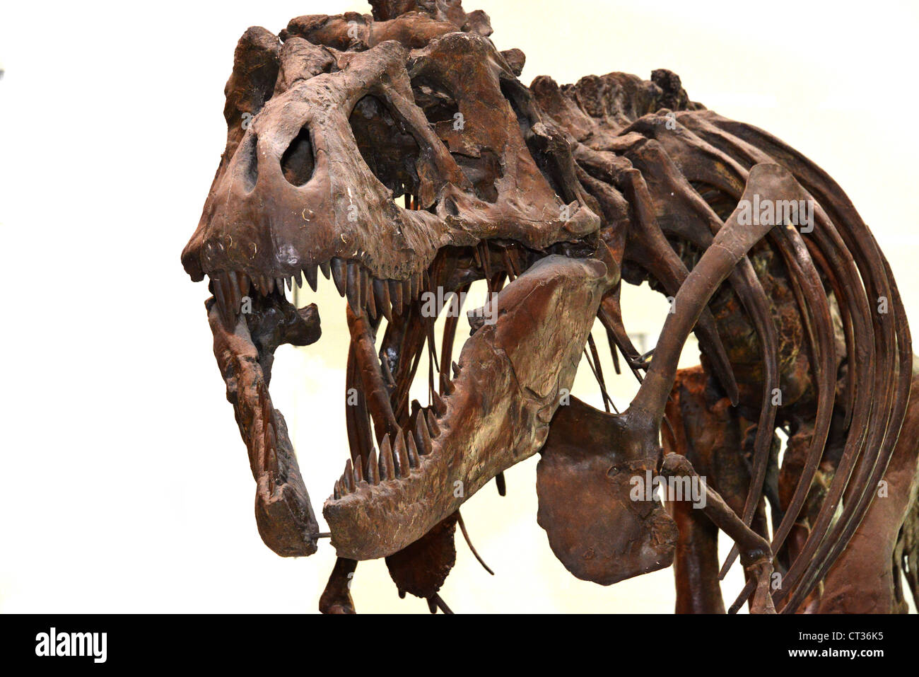 Questa è un immagine del Tyrannosaurus Rex presso il Royal Ontario Museum Foto Stock